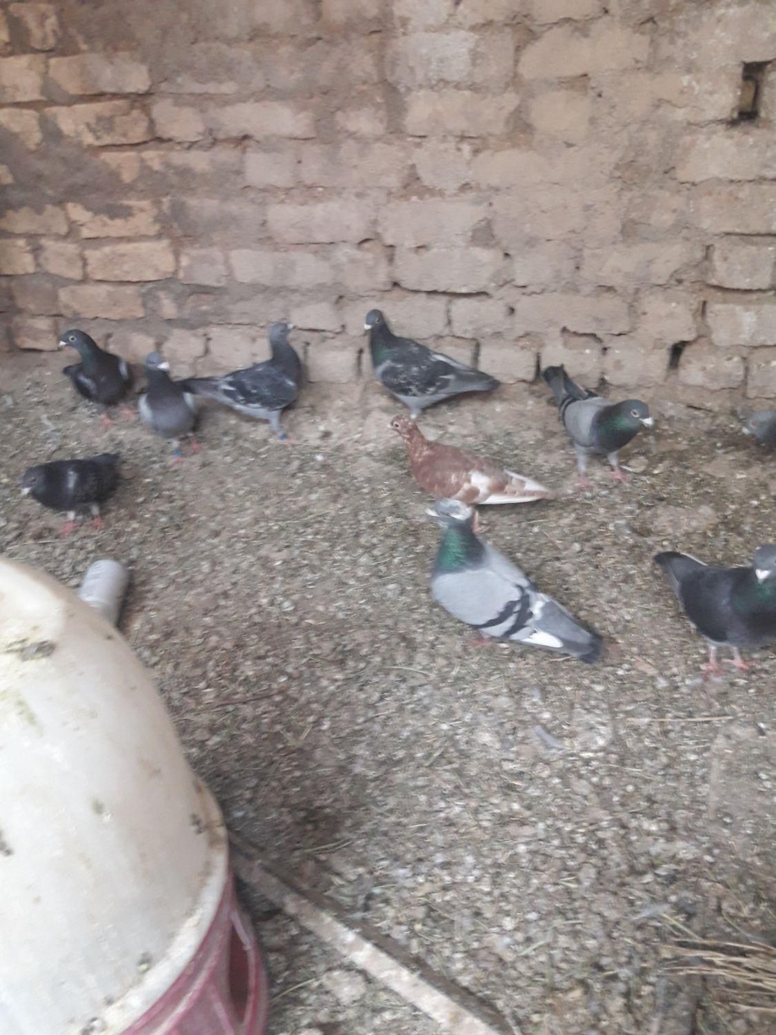 بوم کبوتر|پرنده|اصفهان, بوستان زاینده رود|دیوار