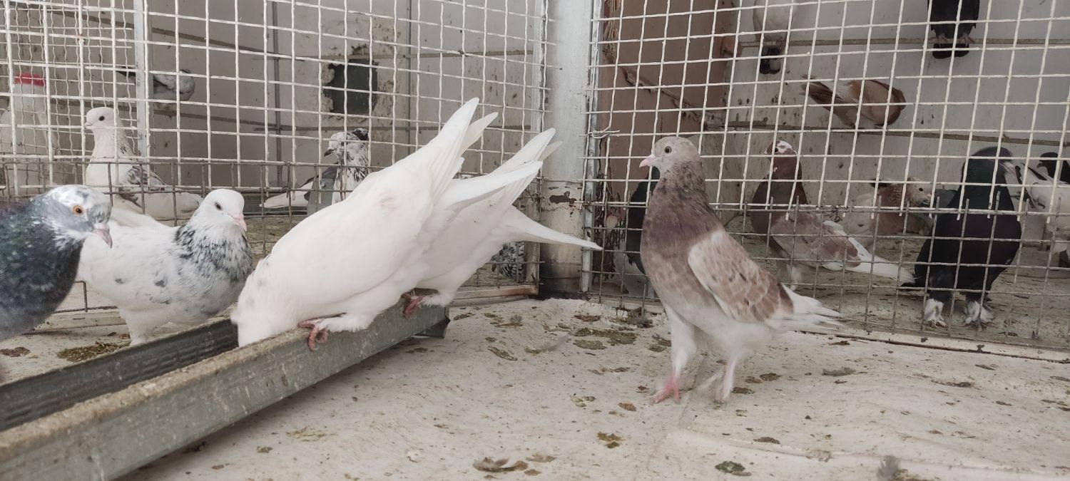 کبوتر پرش|پرنده|آمل, |دیوار