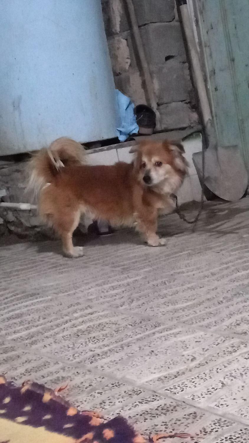 سگ اشپیتز جنسیت نر|سگ|کرمان, |دیوار