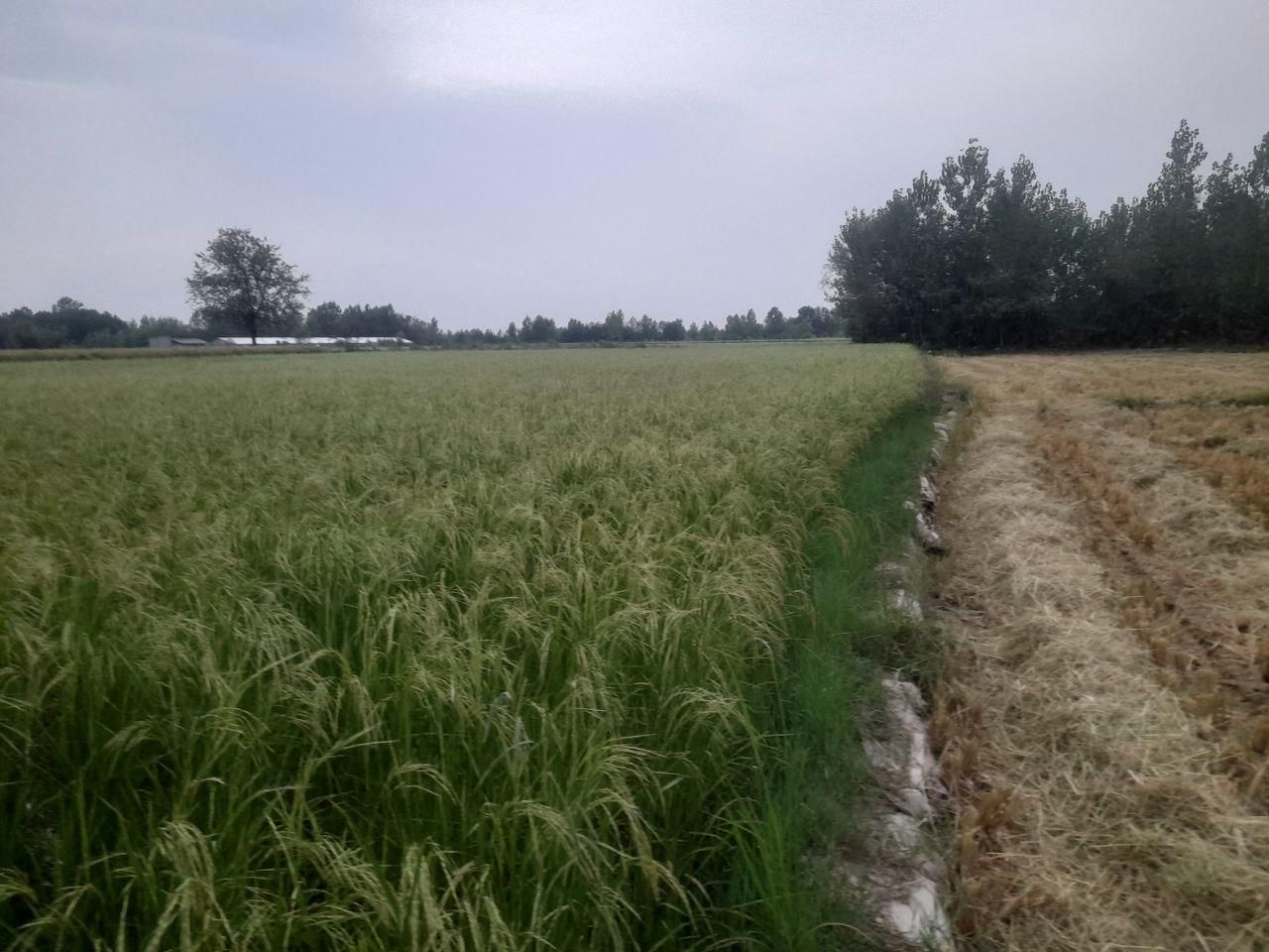 ۳۰۰۰متر زمین باغی،کشاورزی|فروش دفتر صنعتی، کشاورزی، تجاری|رشت, حومه رشت|دیوار