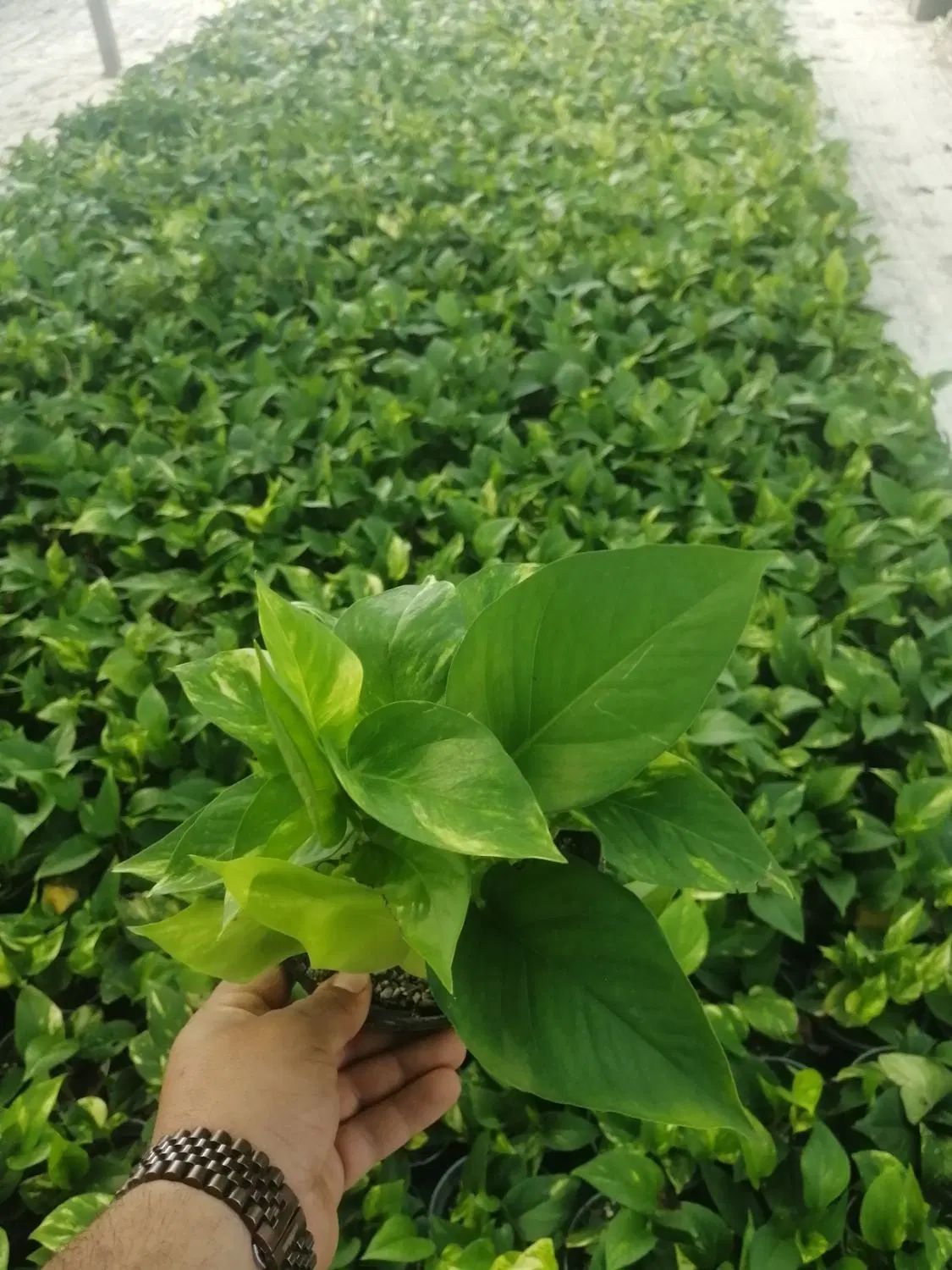 تولیدی گل و گیاه آپارتمانی اَپتوس نقد و اقساط|گل و گیاه طبیعی|مشهد, توس (بلوار توس)|دیوار