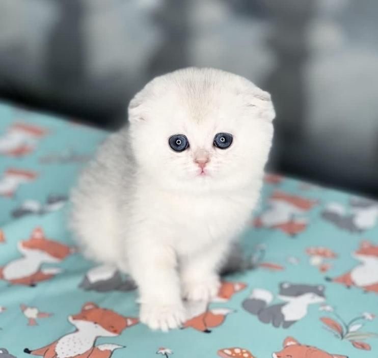 دنیای گربه های اسکاتیش فولد اصیل|گربه|رشت, دیلمان|دیوار