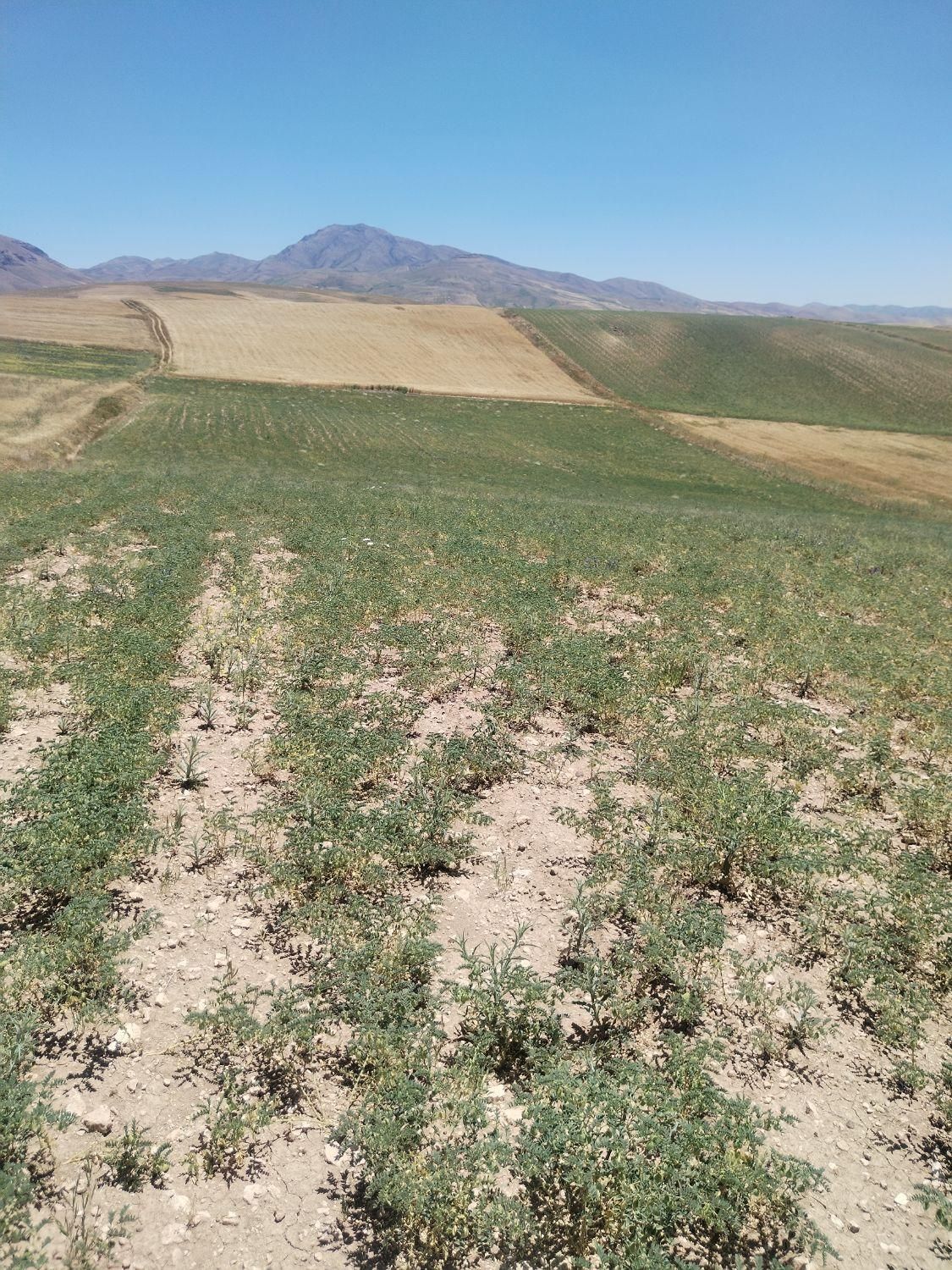 زمین کشاورزی دیم 16000هزارمترمرگورروستای سه گرکان|فروش دفتر صنعتی، کشاورزی، تجاری|ارومیه, |دیوار