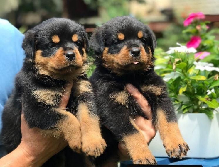 توله سگ روتوایلر(روتفایلر)۶۰روزه|سگ|تهران, الهیه|دیوار