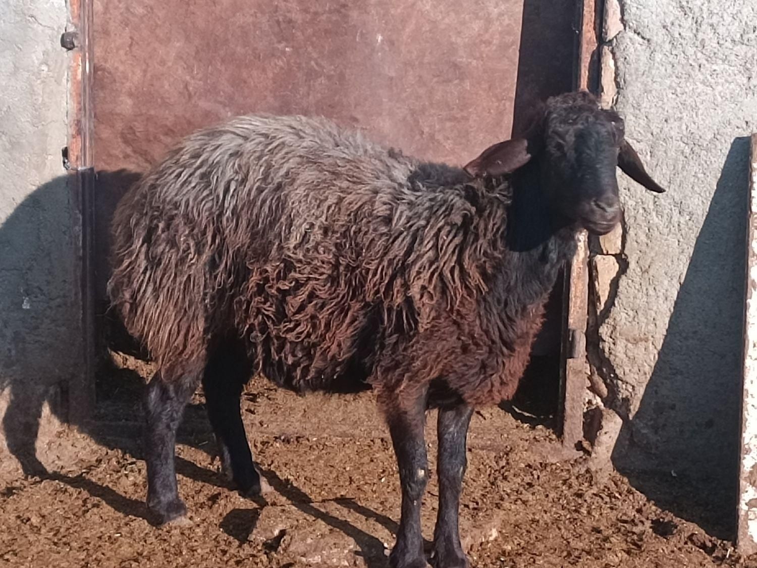 کارگر دامداری|استخدام صنعتی، فنی، مهندسی|کرج, کمال‌شهر|دیوار