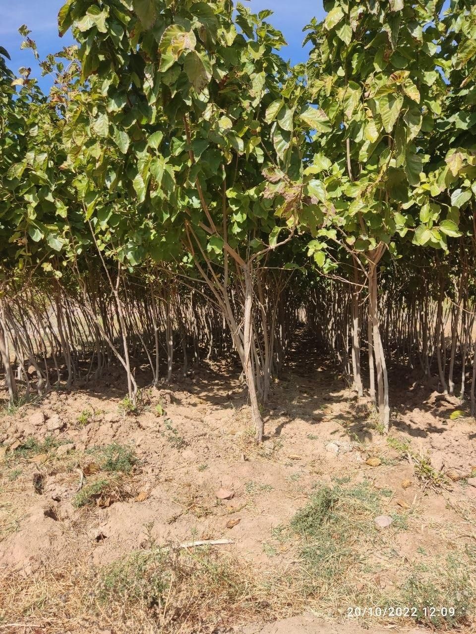 نهالستان دشت سبز|خدمات باغبانی و درختکاری|مشهد, امیریه|دیوار