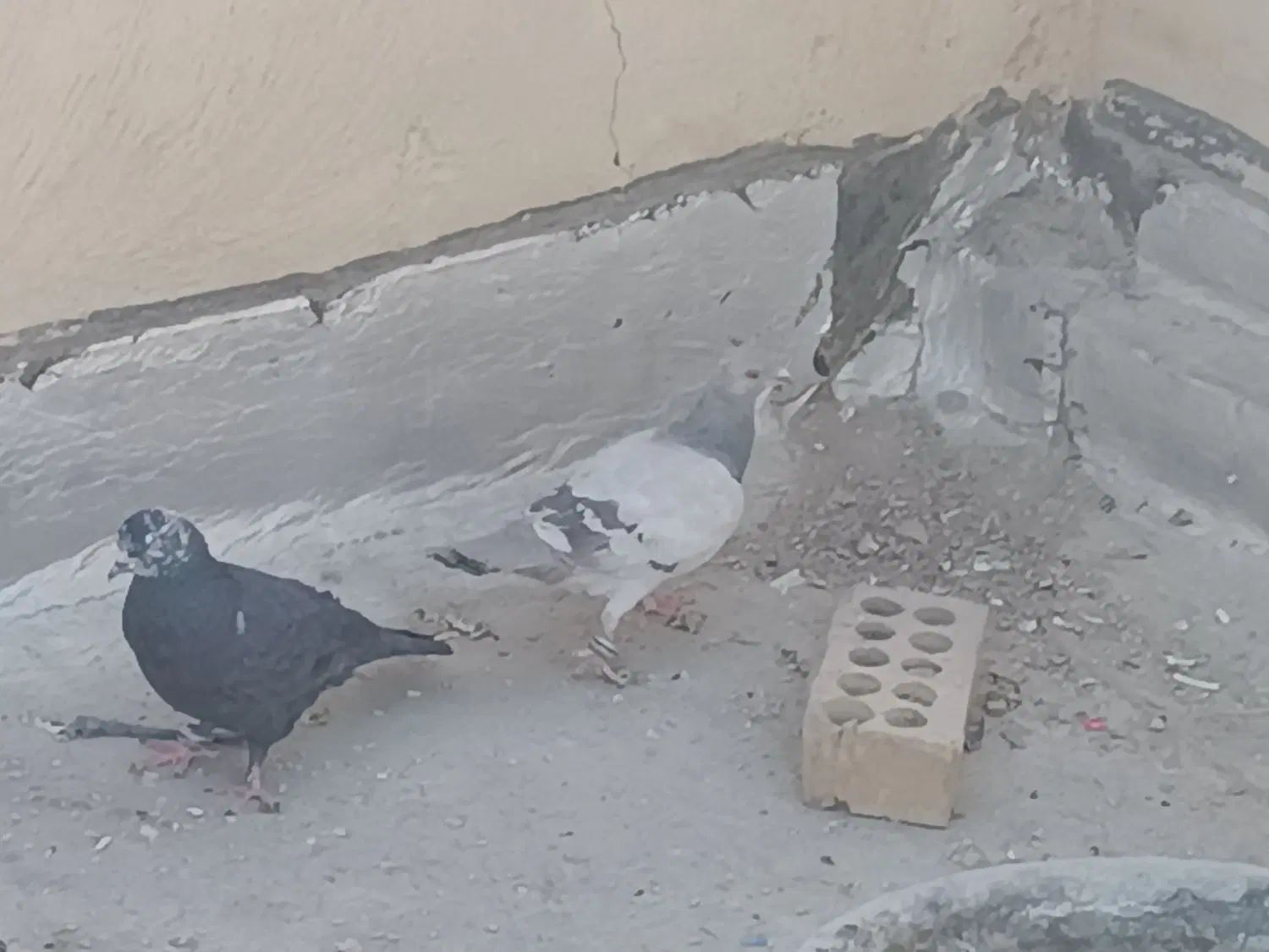 جفت کفتر|پرنده|اصفهان, پزوه|دیوار