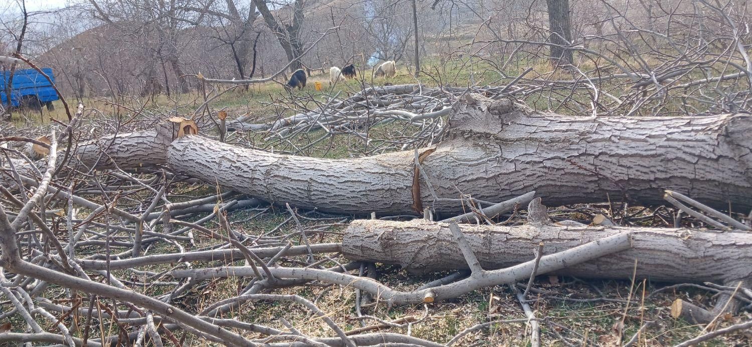 خرید چوب درخت قلمه، دام آغاجی ضایعات در باغ و حیاط|خدمات باغبانی و درختکاری|خوی, |دیوار