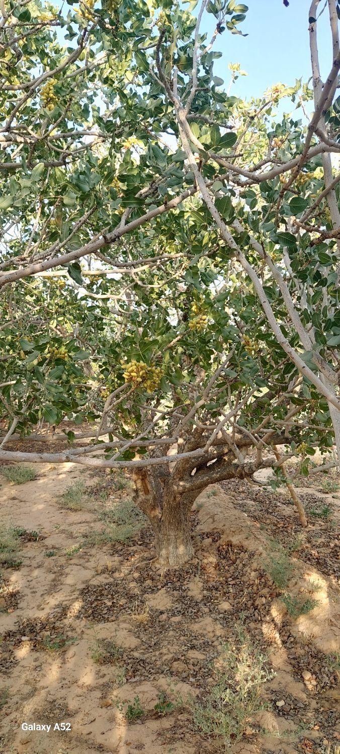 زمین پسته زار ۲۰۰۰ مترمربع ، بفروئیه میبد|فروش دفتر صنعتی، کشاورزی، تجاری|یزد, |دیوار