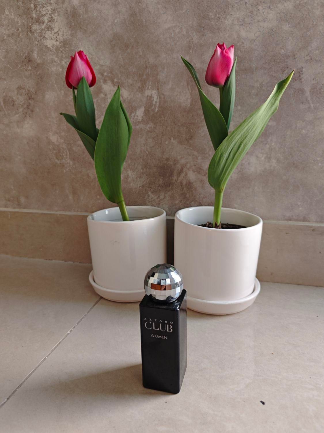 عطر آزارو کلاب زنانه اصل ۷۵ میل ۵۰ درصد زیر قیمت|آرایشی، بهداشتی، درمانی|تهران, سنائی|دیوار