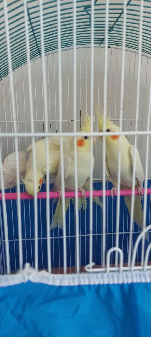 عروس هلندی|پرنده|اصفهان, محله سفلی|دیوار