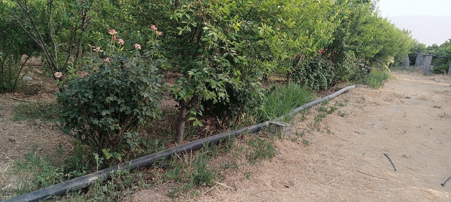 باغ شهری/ ۶۰۰ متری/فاروق/پرداخت شرایطی|فروش زمین و ملک کلنگی|سیدان, |دیوار