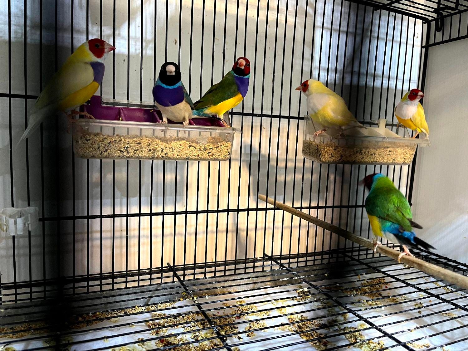 فنچ گلدین|پرنده|اصفهان, ملاصدرا|دیوار