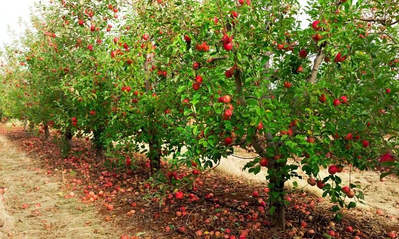 فروش خانه ویلایی ۶۰ متری ۱ خوابه در آبشار|فروش خانه و ویلا|تهران, آبشار|دیوار