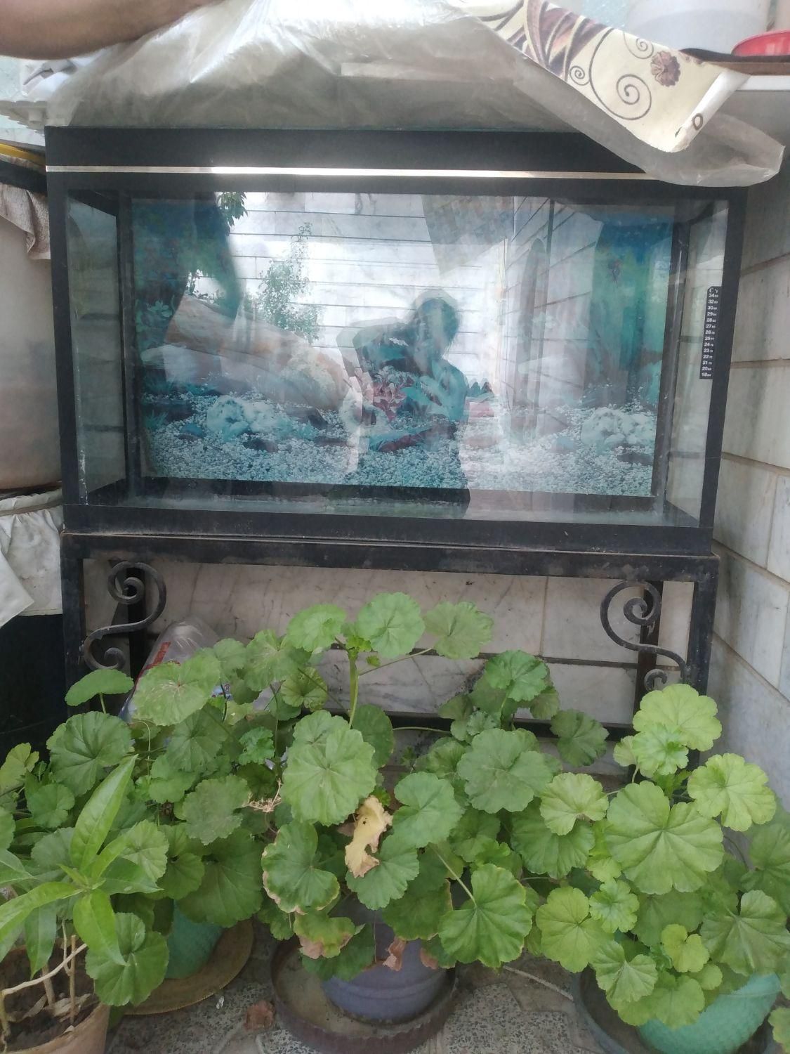 اکواریوم|ماهی|زنجان, |دیوار