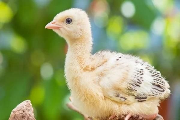 فروش جوجه بوقلمون|حیوانات مزرعه|سلماس, |دیوار