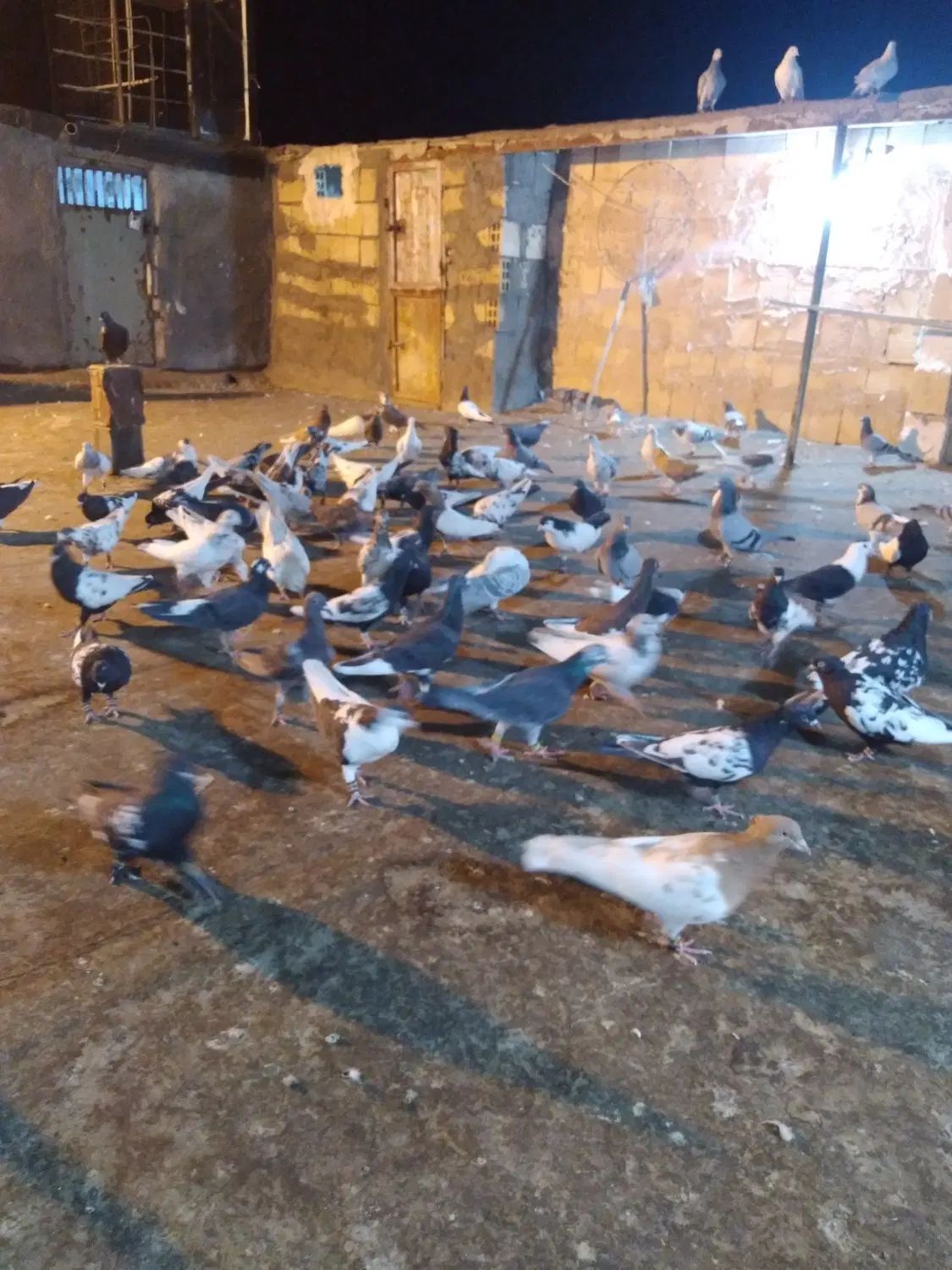 کفتر بوم|پرنده|مشهد, توس (بلوار توس)|دیوار