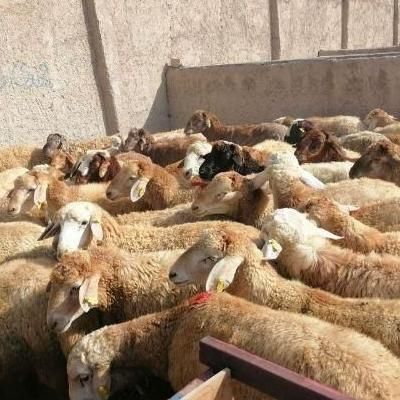 فروش بره پرواری وگوشتی گوسفند زنده ی کوهستان|حیوانات مزرعه|کرج, گوهردشت|دیوار