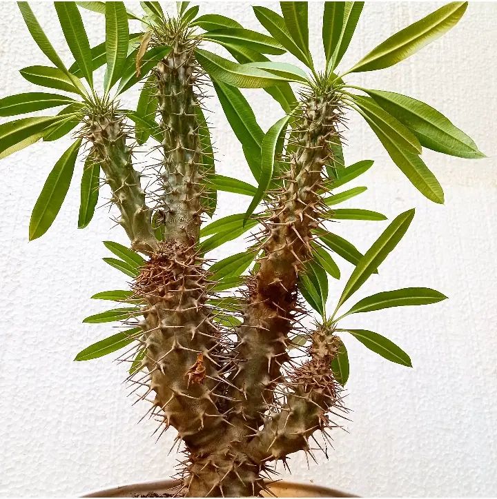 نخل ماداگاسکار.کاکتوس .گل .بنسای.بونسای ورامین ژژ|گل و گیاه طبیعی|ورامین, ورامین|دیوار