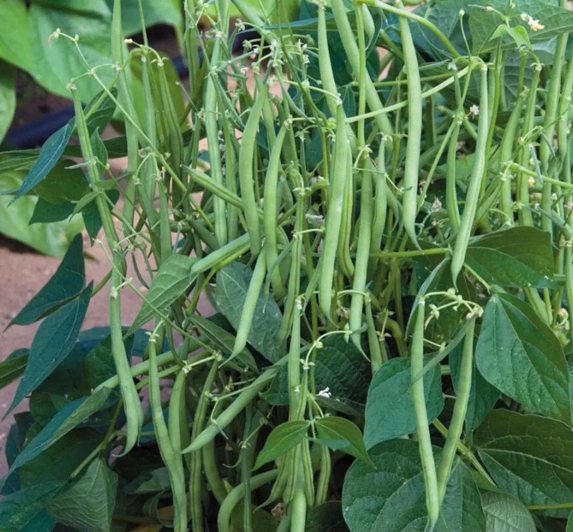 لوبیا ماشینی سبز|خوردنی و آشامیدنی|اصفهان, شهرستان|دیوار