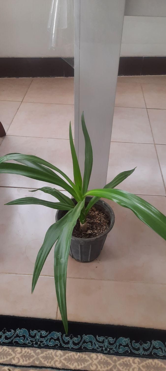 گل پتوس سانسوریافیکوس یوکاکاج مطبق اشک ملکه|گل و گیاه طبیعی|لنجان, |دیوار