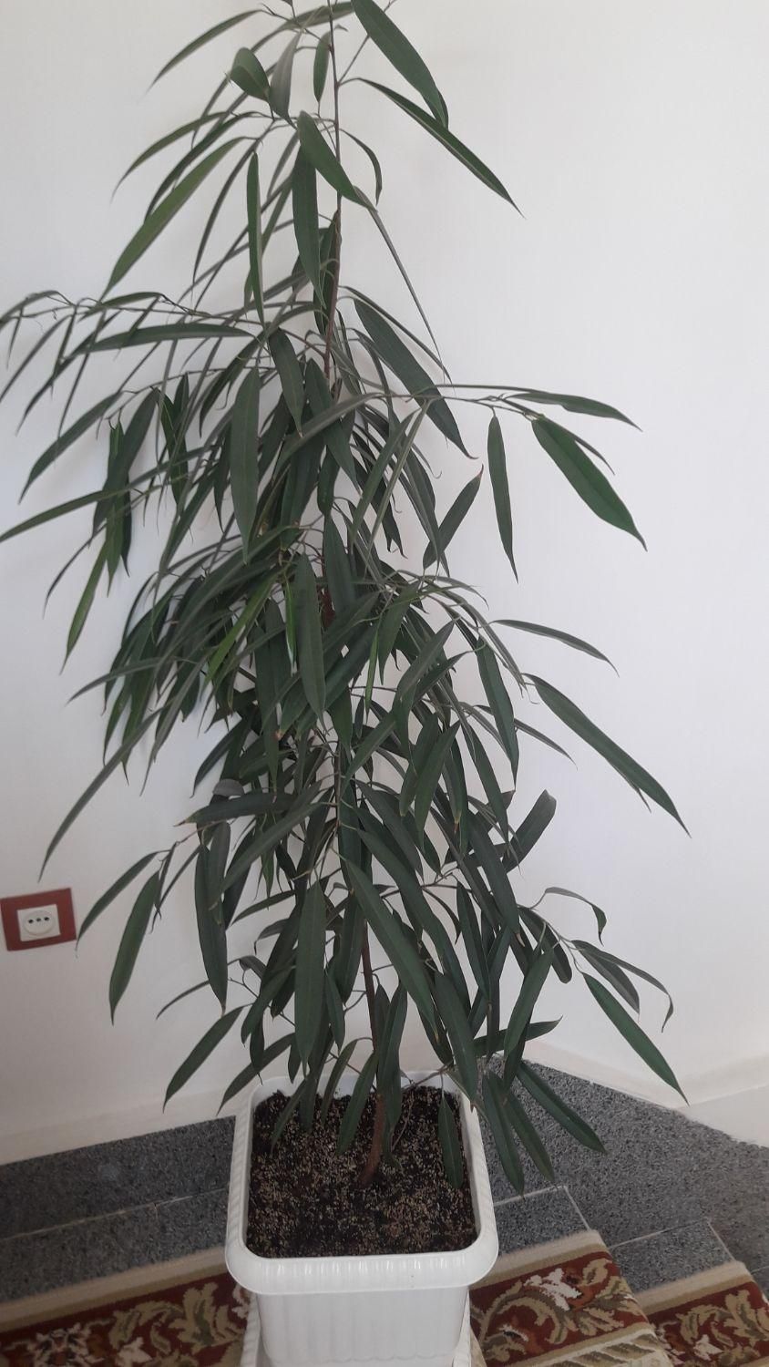 گل و گیاه فروشی|گل و گیاه طبیعی|ارومیه, |دیوار