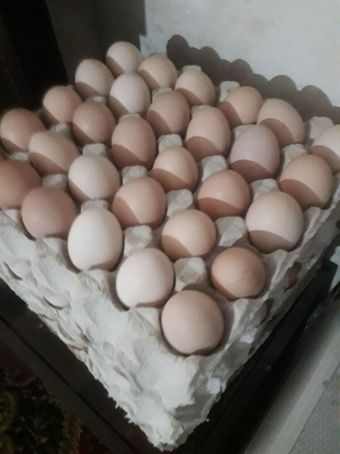 فروش تخم مرغ تازه تعداد بالا  نطفه دار وخوراکی|حیوانات مزرعه|کوچصفهان, |دیوار