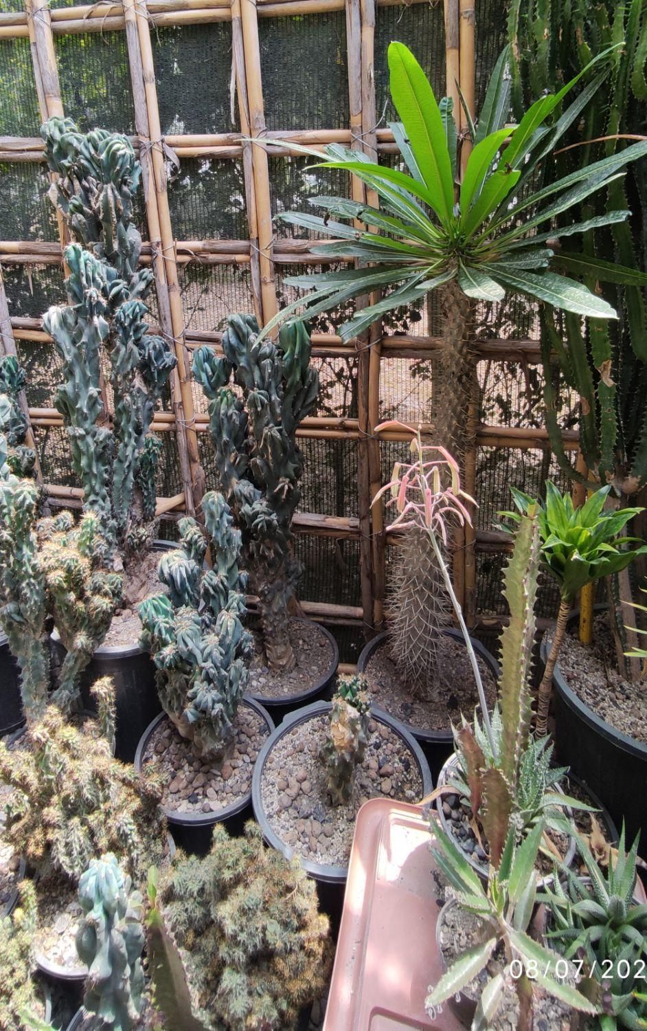 گل و کاکتوس|گل و گیاه طبیعی|گرگان, |دیوار