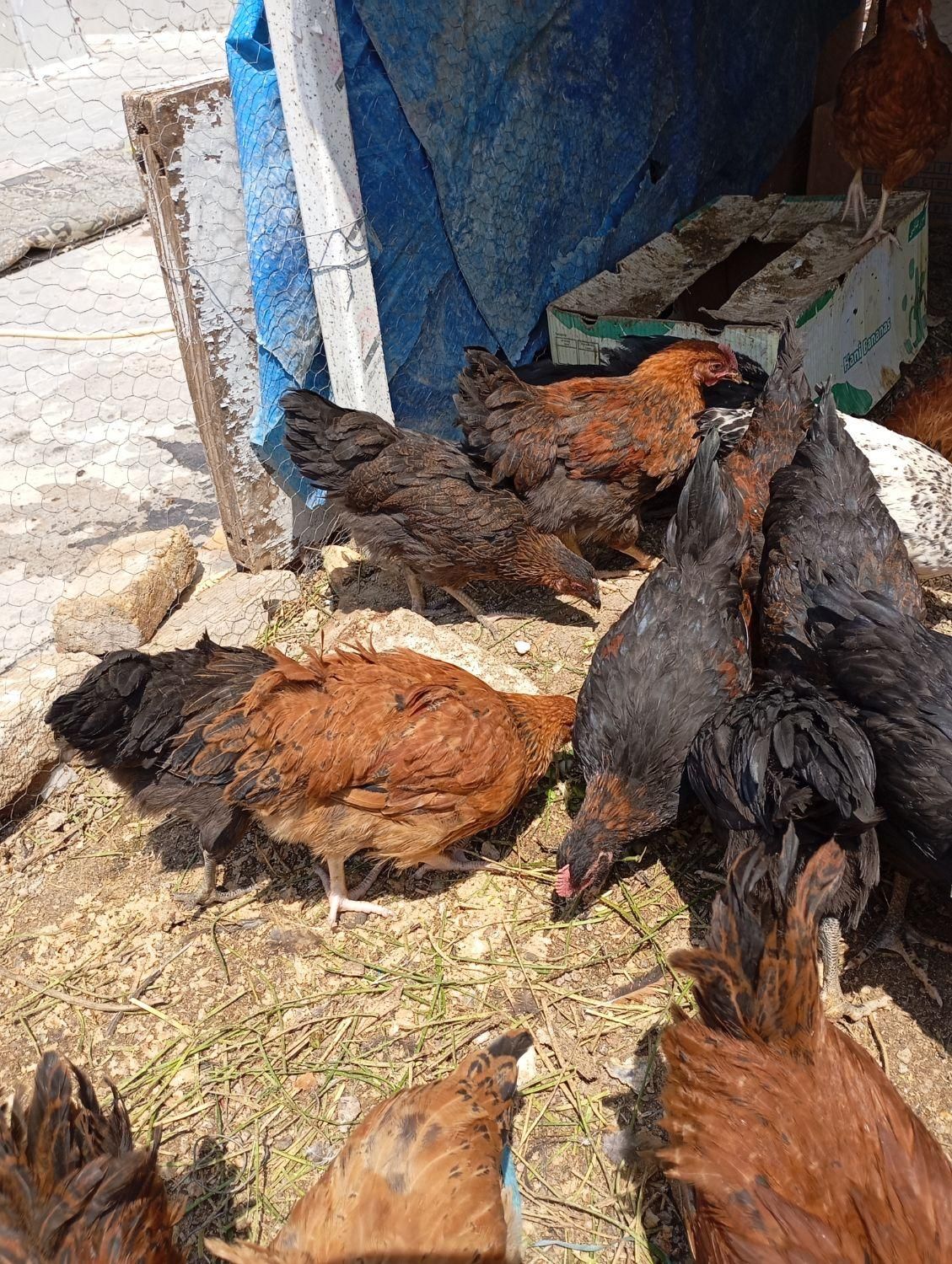 جوجه مرغ و خروس فروشی|کلکسیون و سرگرمی|سمنان, |دیوار