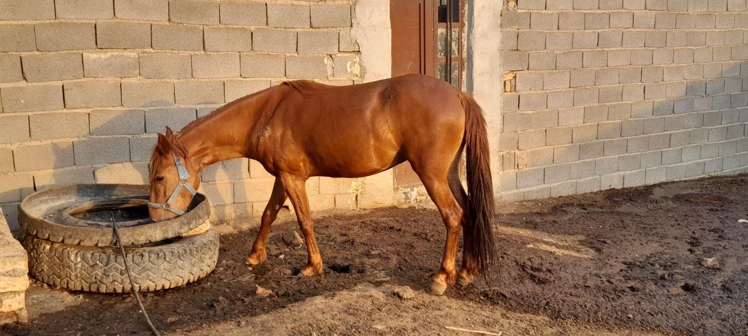 مادیان سه ساله پر خون عالی تخفیف پای معامله|حیوانات مزرعه|ساوه, |دیوار