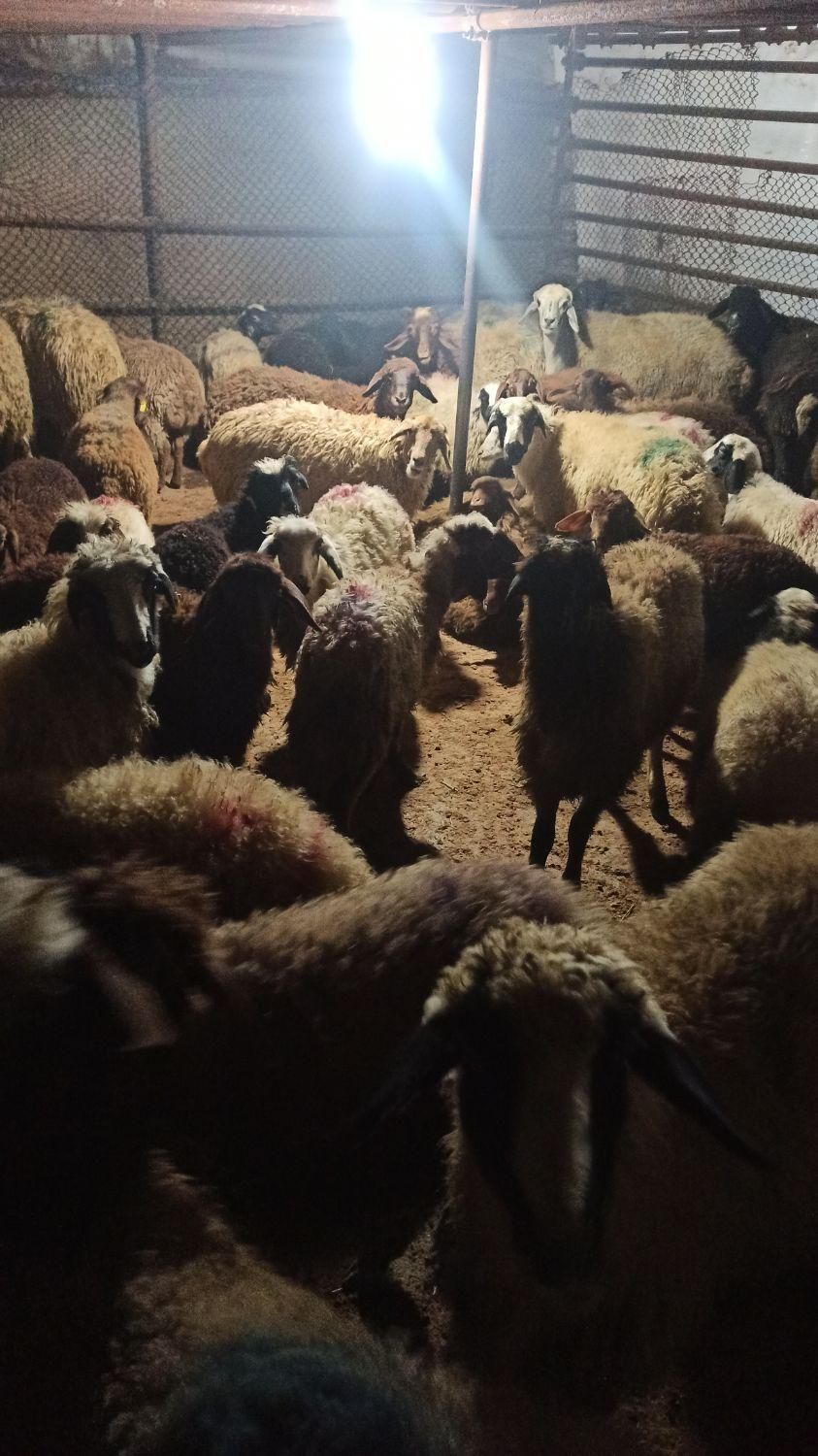 ایام عید گوسفند چاق و زنده برای مراسمات|حیوانات مزرعه|تهران, پردیسان|دیوار