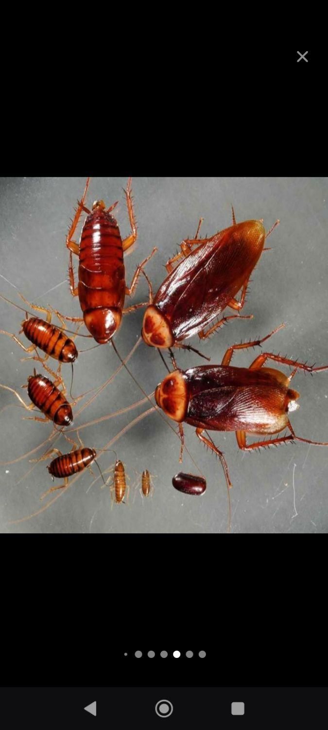 سمپاشی ساس سوسک مار عقرب موش کک موریانه حشرات|خدمات نظافت|آبادان, |دیوار