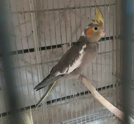 جوجه عروس هلندی سرلاکی ودو ماهه وبالغ درنژاد مختلف|پرنده|کرج, حصارک بالا|دیوار