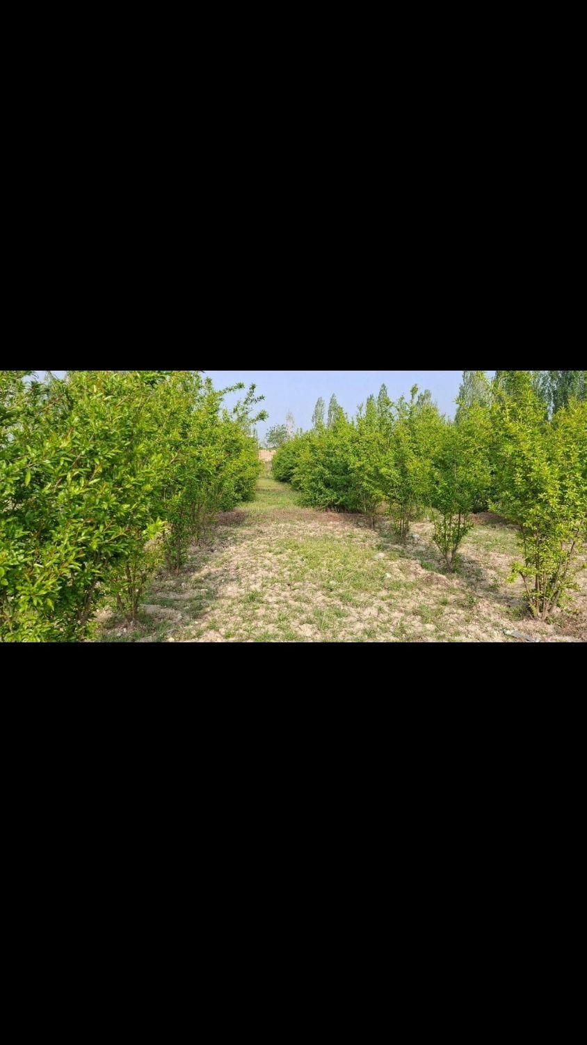 زمین باغ 280مترسنددارامتیازآب فنس کشی آماده|فروش زمین و ملک کلنگی|گرگان, |دیوار