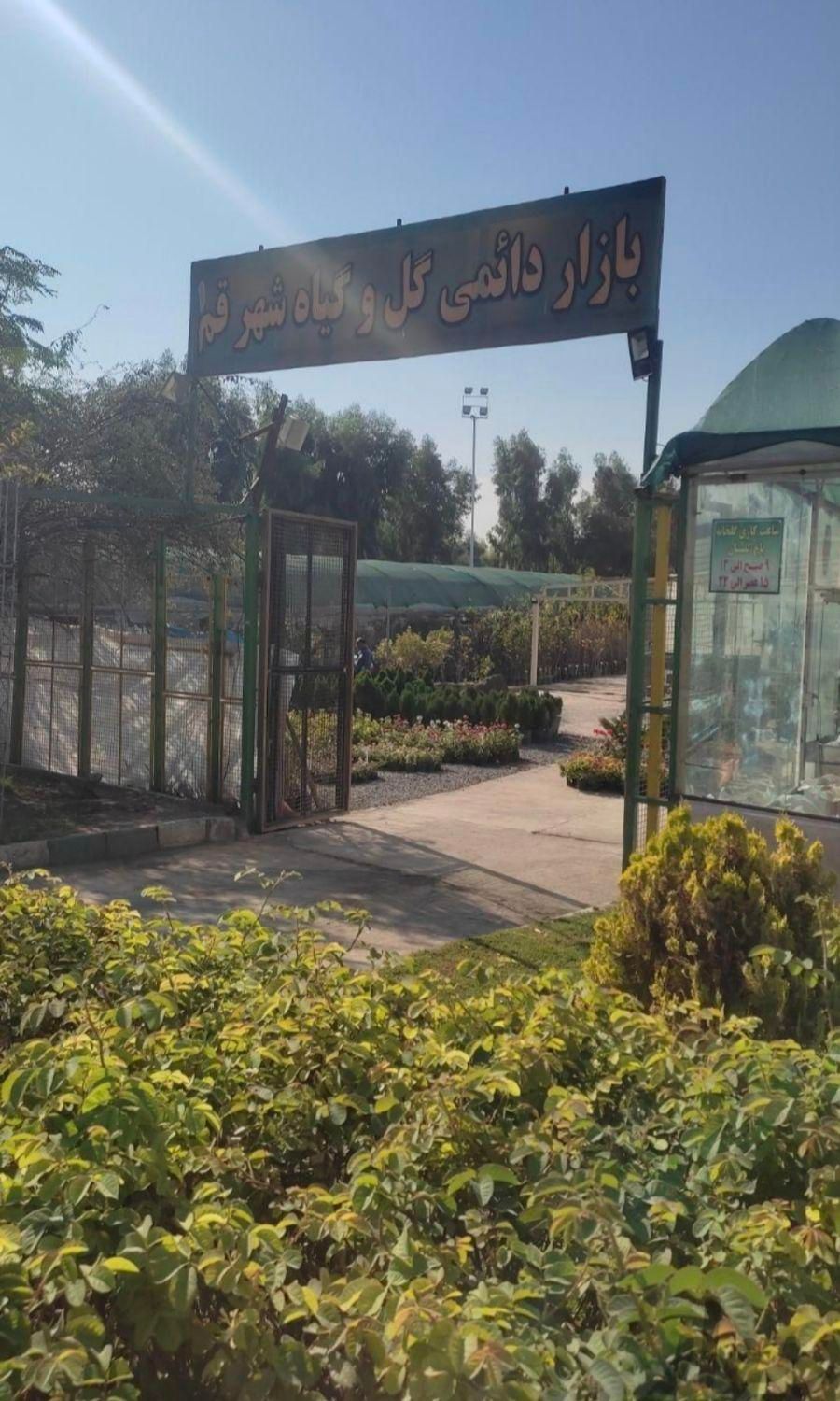 فروش نهال و درخت در بازار گل و گیاه استان قم|خدمات باغبانی و درختکاری|قم, باجک دو|دیوار