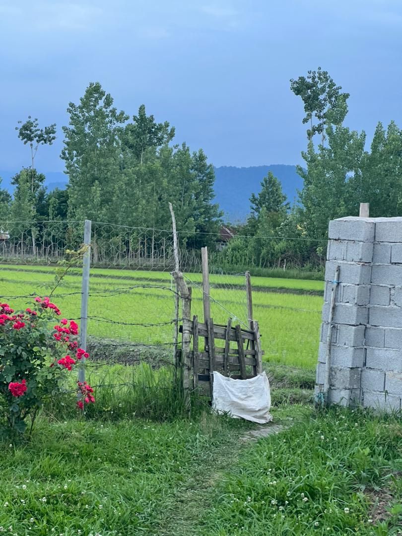 فروش زمین مسکونی ۲۷۵متری مسکونی|فروش زمین و ملک کلنگی|شاندرمن, |دیوار