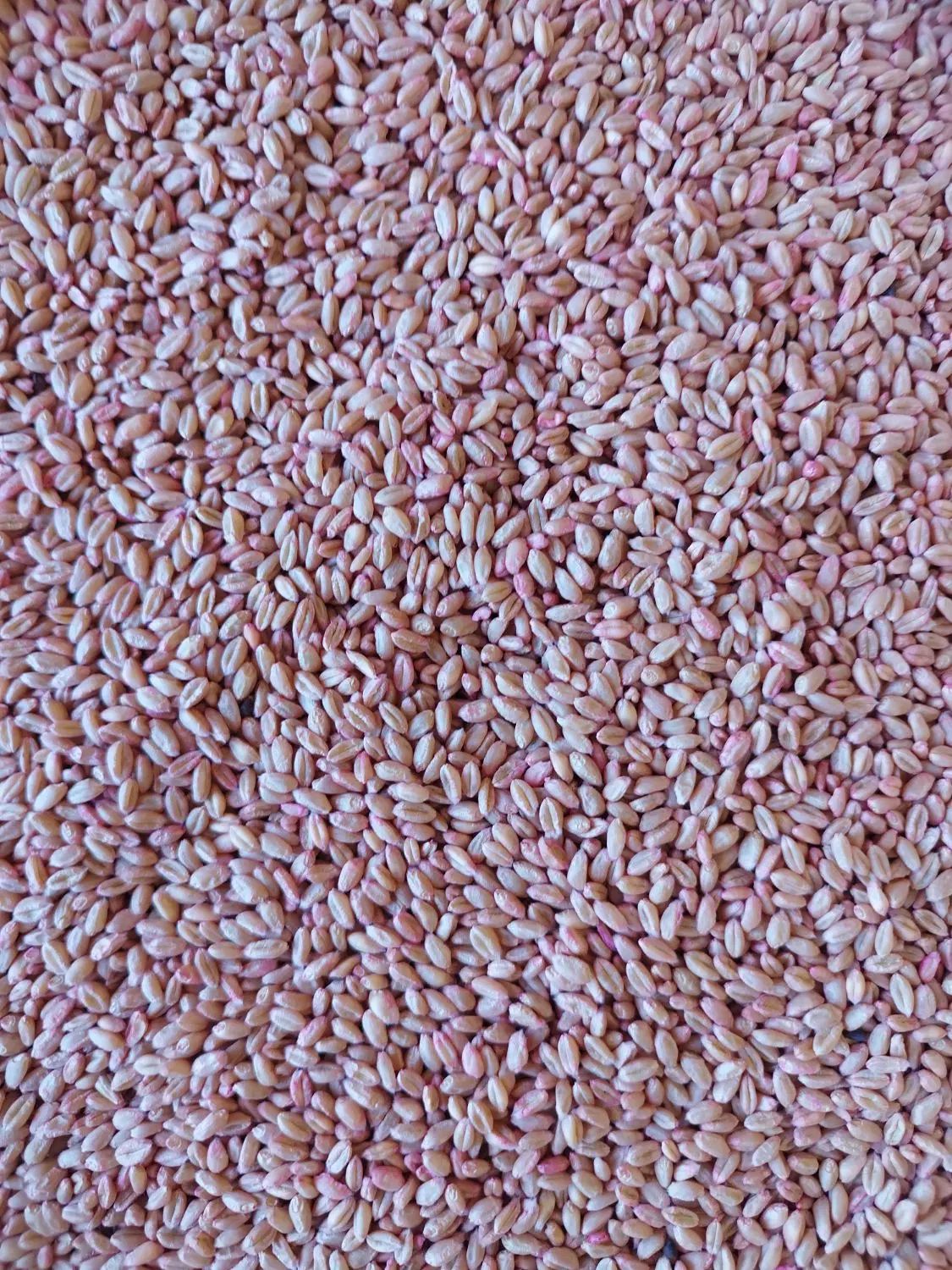 عرضه بذرهای اصلاح شده گندم و جو آبی و دیم|عمده‌فروشی|کبودرآهنگ, |دیوار