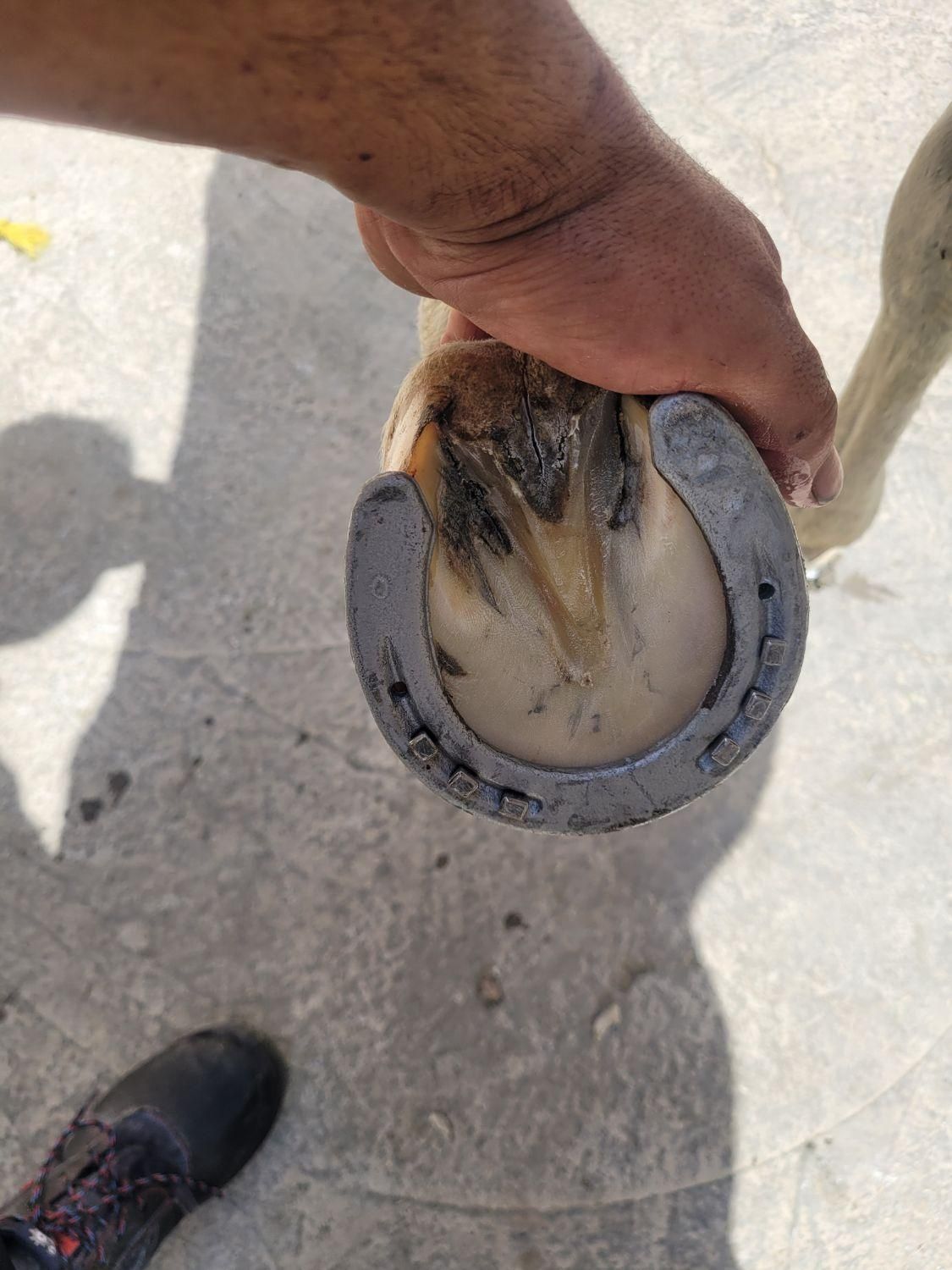 نعل بندی و قیار سم اسب|اسب و تجهیزات اسب‌سواری|فردوسیه, |دیوار