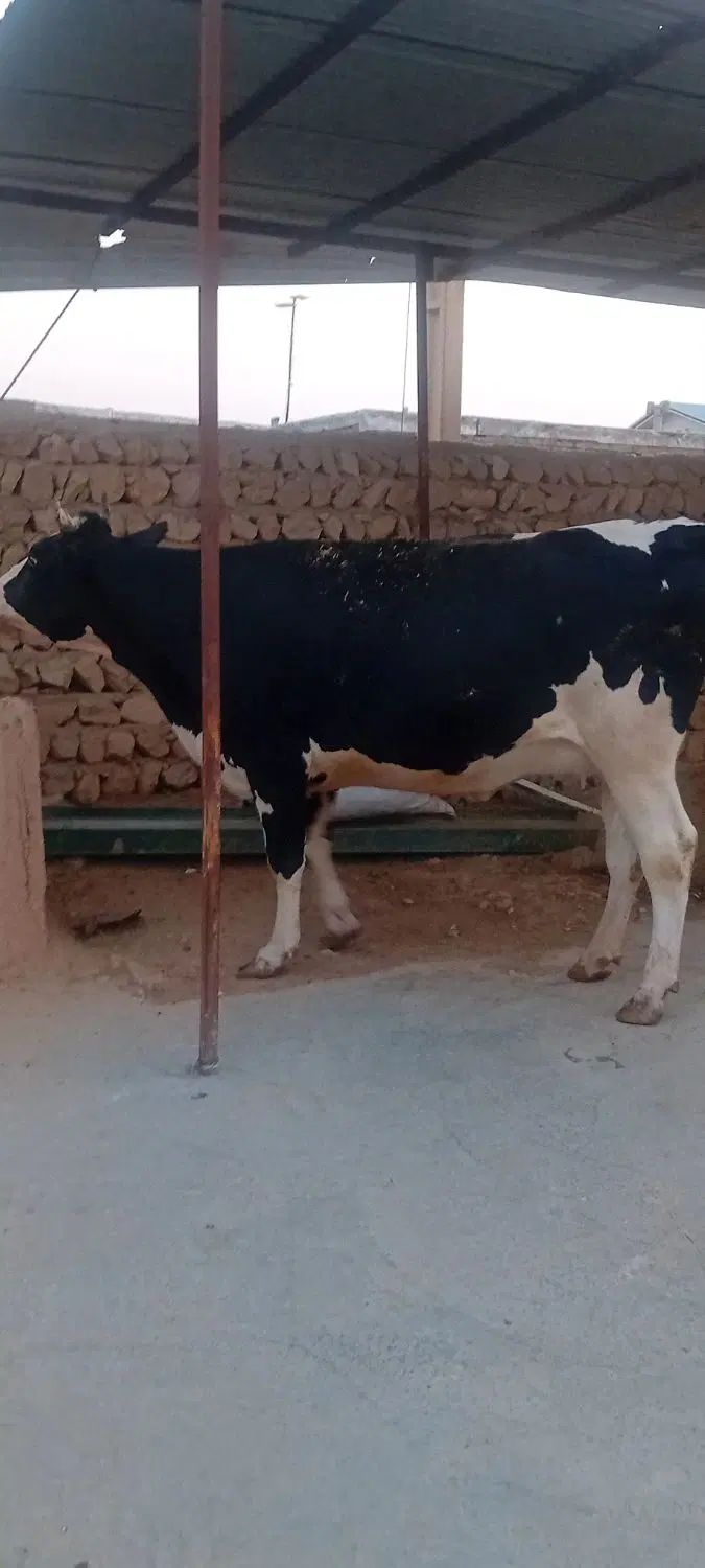 ۲راس‌گاوسوپرشیردرجه‌یک‌یکی‌دوم‌شکمه‌یکی‌اول‌شکمه‌|حیوانات مزرعه|کوهدشت, |دیوار