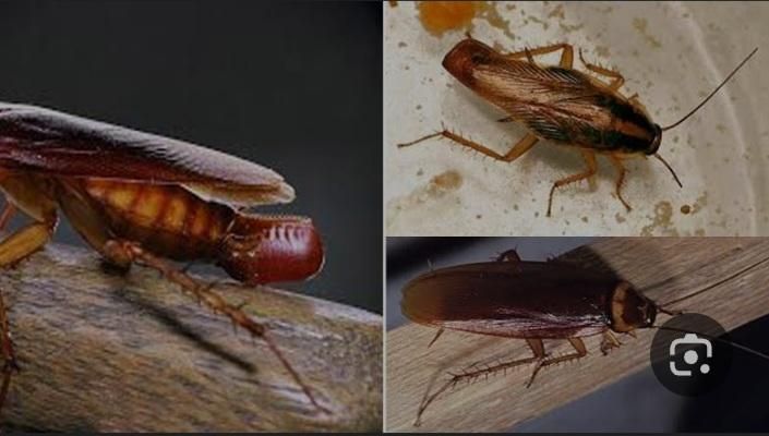 خدمات سمپاشی باضمانت کتبی سم پاشی سوسک وساس|خدمات نظافت|تهران, تهرانپارس شرقی|دیوار