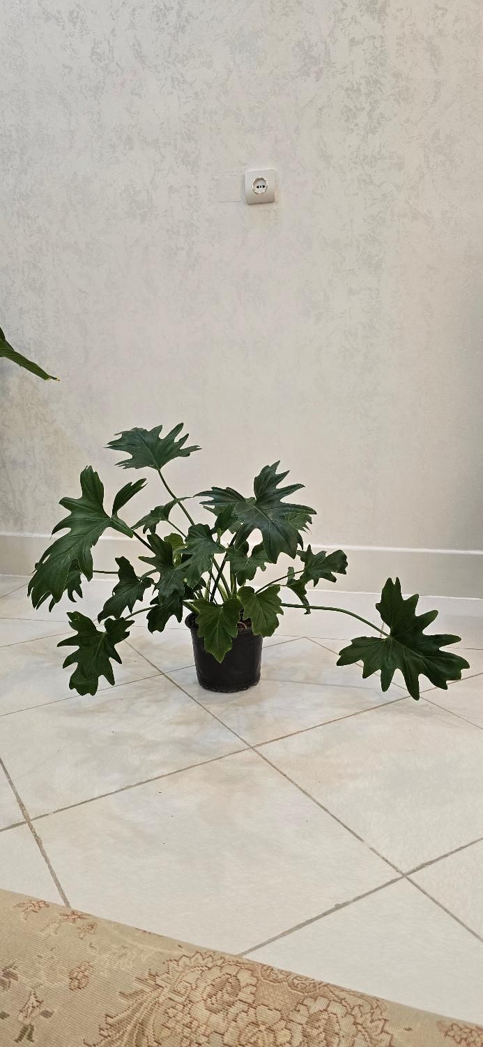 گل برگ انجیری|گل و گیاه طبیعی|اصفهان, باغ دریاچه|دیوار