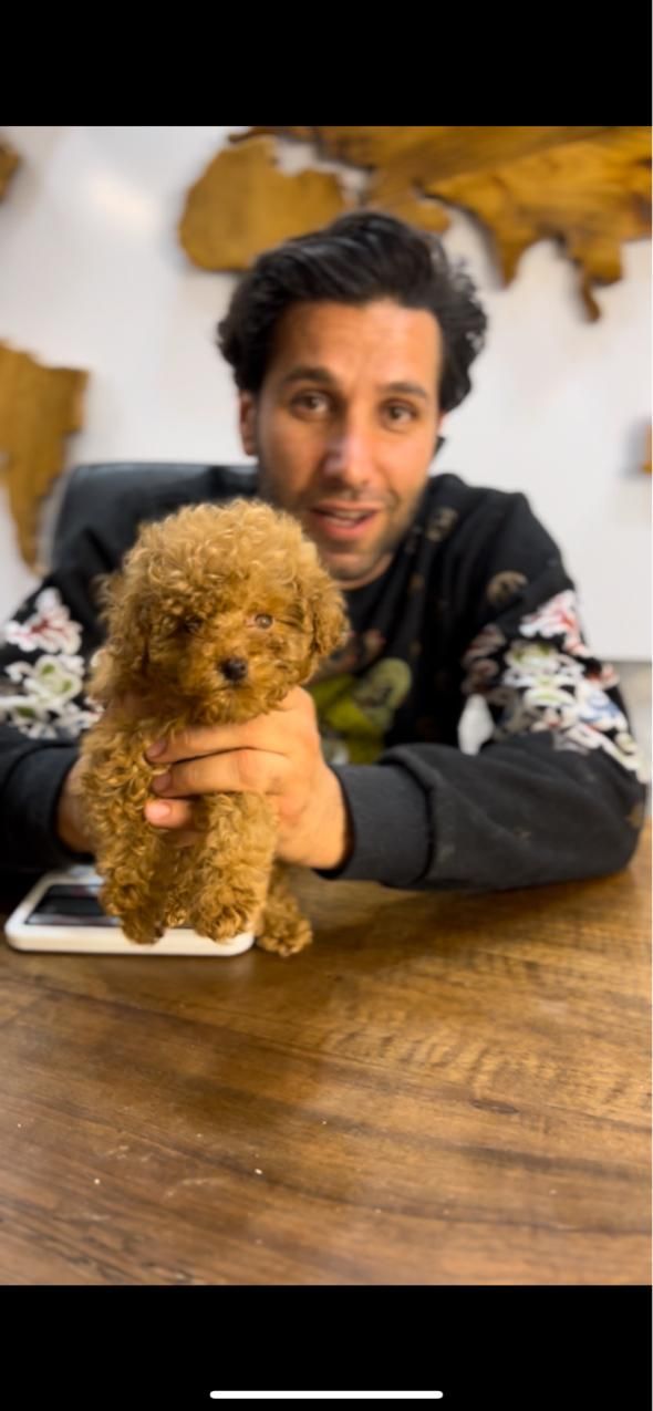 توی پودل یا پودل عروسکی جهت خرید و جفت|سگ|شیراز, آزادگان|دیوار