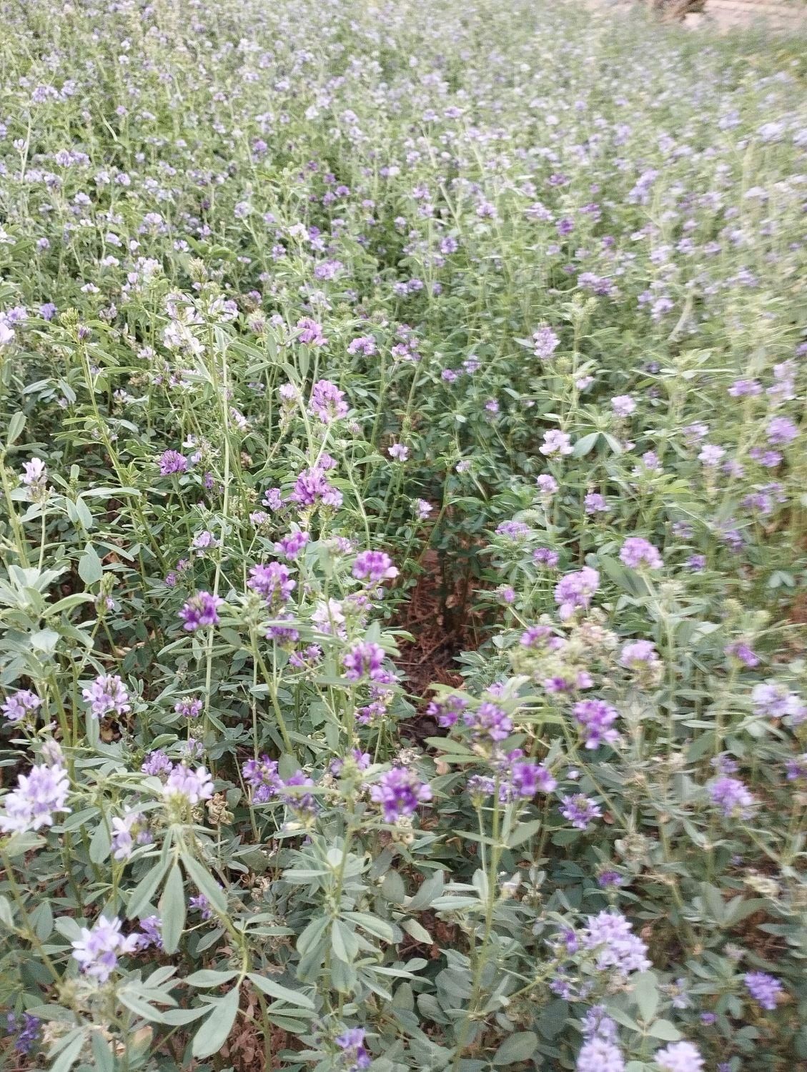 پرس یونجه|خوردنی و آشامیدنی|اصفهان, ارداجی|دیوار