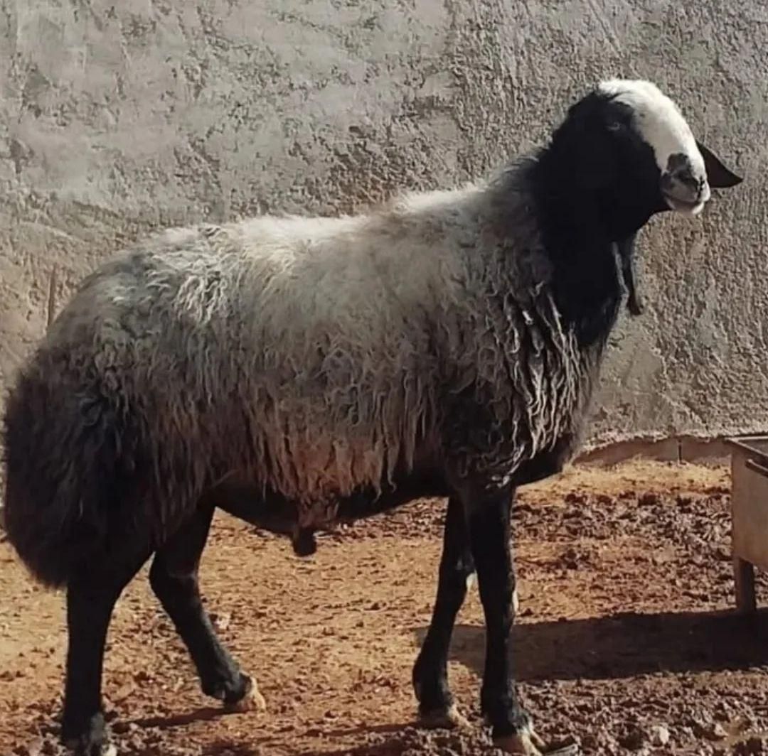 پر شیر .وزن گیری خیلی بالا.از همه نژادها بهتره|حیوانات مزرعه|کرمان, |دیوار