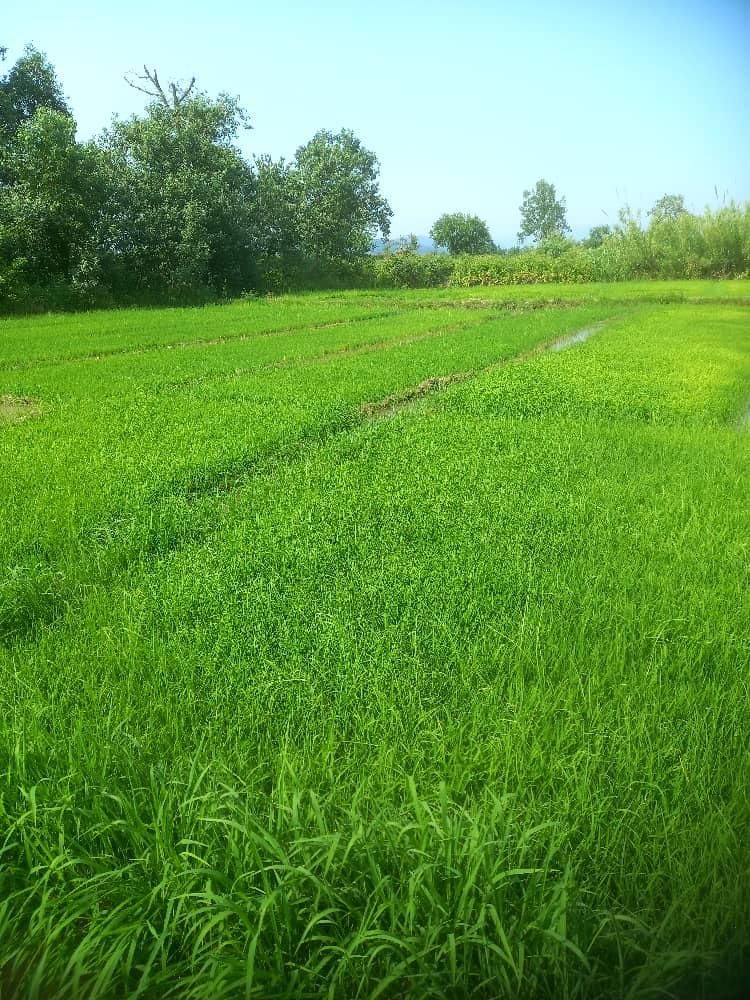 فروش بذر سنتی هاشمی و شیرودی|خدمات باغبانی و درختکاری|رشت, پیله داربن|دیوار