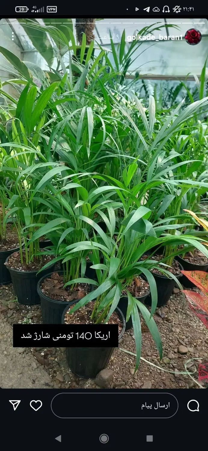 گل عمده و جزئی/گل طبیعی/گل های اپارتمانی و حیاطی|گل و گیاه طبیعی|صومعه‌سرا, |دیوار