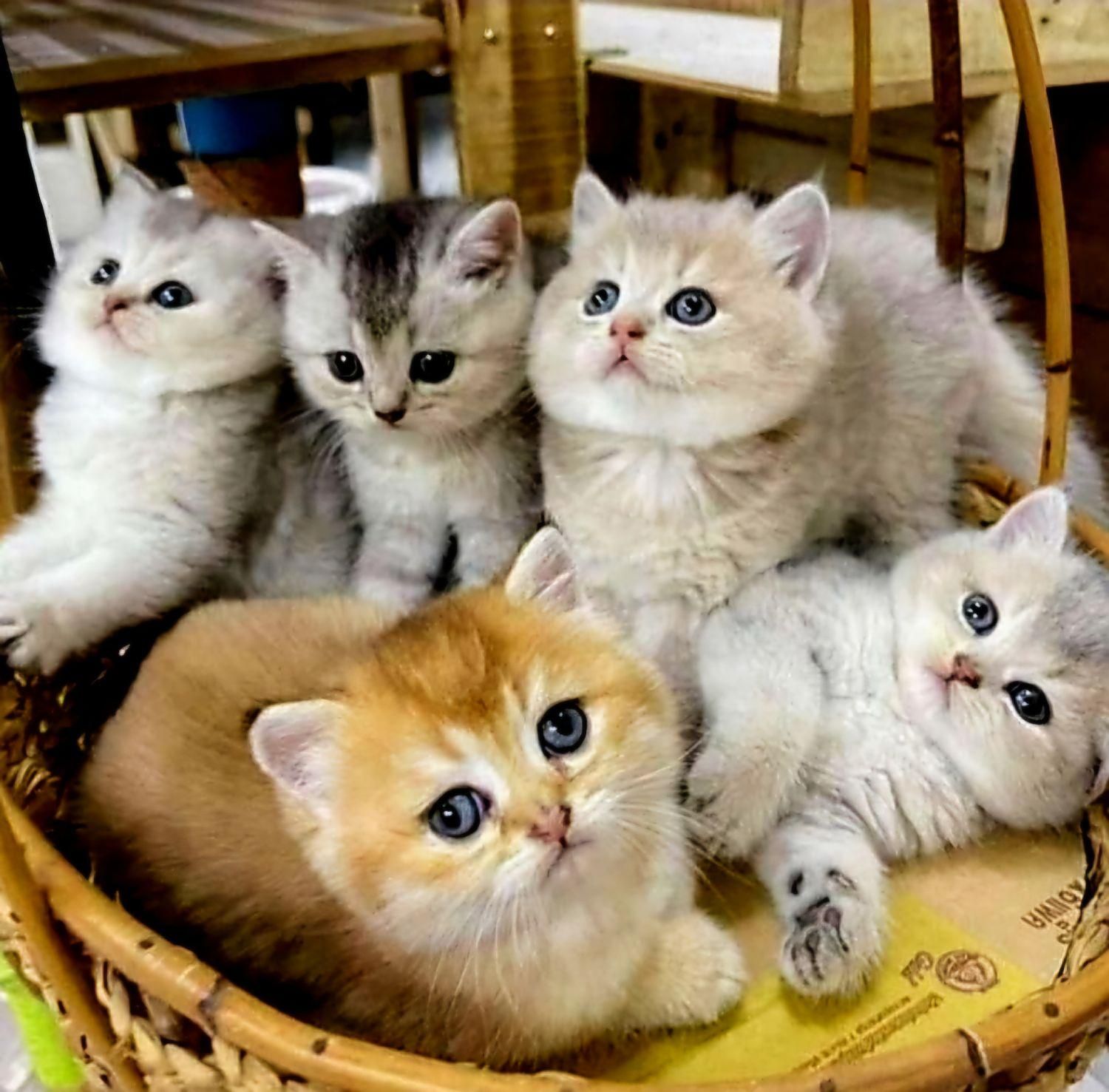 تعدادی گربه ملوس/واکسن زده/با تایید سلامت واصالت|گربه|تهران, شهرک غرب|دیوار