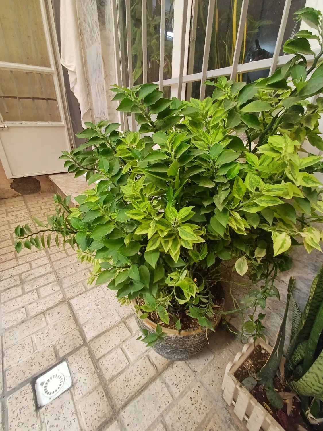 گل طبیعی|گل و گیاه طبیعی|مشهد, نوغان|دیوار