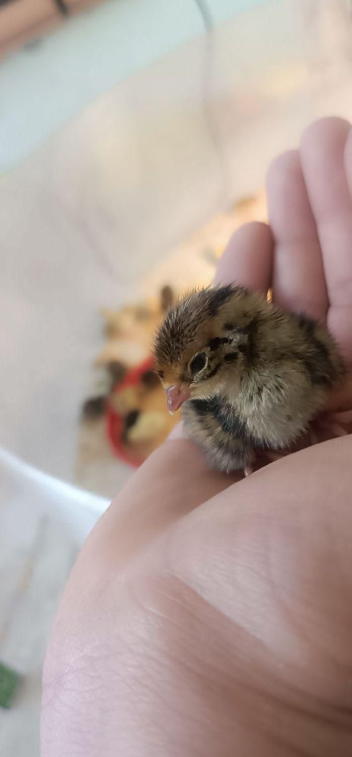 دستگاه جوجه کشی 42تایی تا 1008تایی|لوازم جانبی حیوانات|تربت جام, خیرآباد|دیوار