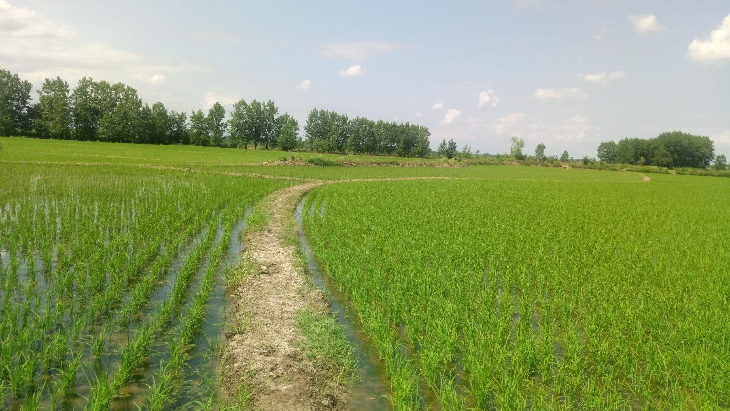 دو قطعه زمین به مساحت 4000متر مربع   3500متر مربع|فروش دفتر صنعتی، کشاورزی، تجاری|آستانه اشرفیه, |دیوار